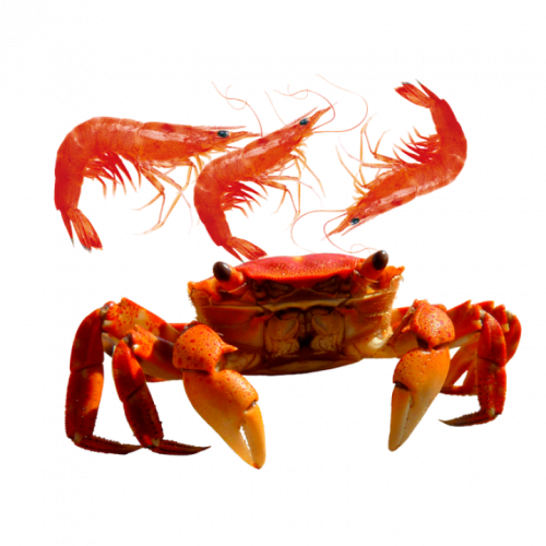 морская дичь