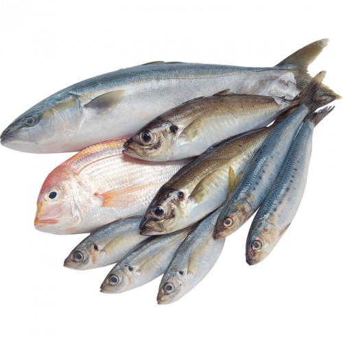 рыба морская